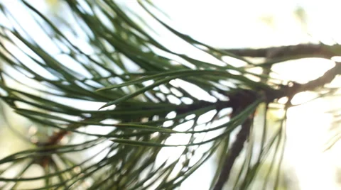 Pine leaves in sunlight Видео 57316466