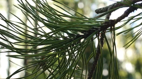Pine leaves in sunlight Video stock 57316468