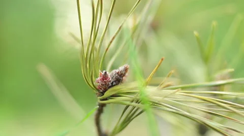 Pine leaves in sunlight Video stock 57316474