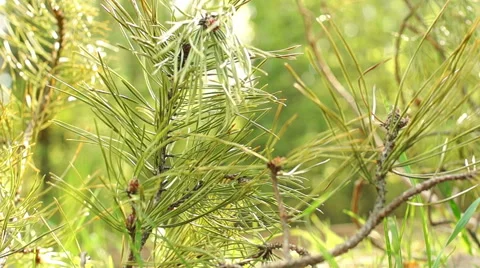 Pine leaves in sunlight Video stock 57316485