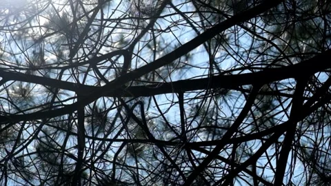 Pine leaves sway with scattered sunlight Video stock 280375192