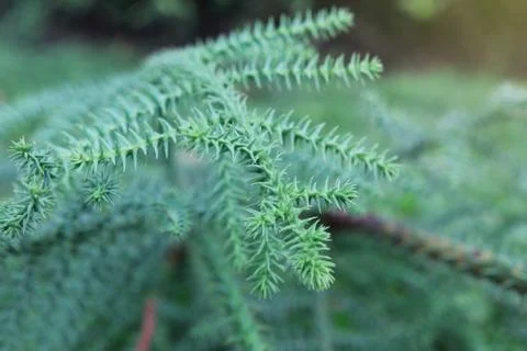 Pine leaves texture on tree in nature backdrop background beautiful design Foto stock