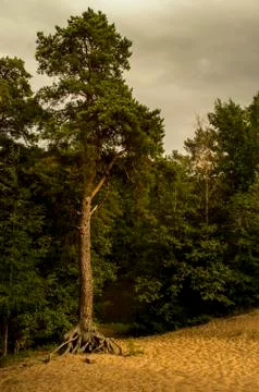 Pine in Len area Stock Photos