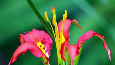 PINE LILY CLOSE UP Stock Footage 162982484