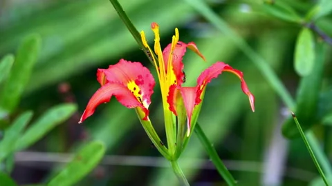 PINE LILY Stock Footage 162977681