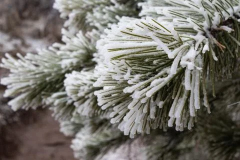A pine limb covered in snow Stock Photos