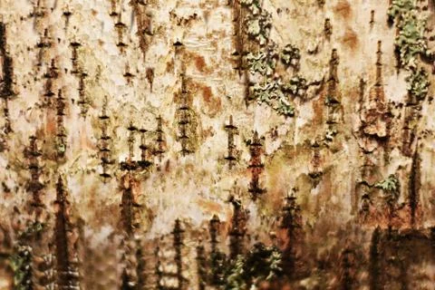 Pine log with bark Stock Photos