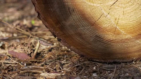 Pine Log Cross Section on Forest Floor in Tilt Down Shot Video stock 333707119