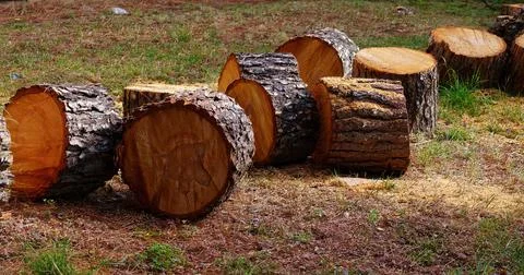Pine log felled in several sections Stock Photos