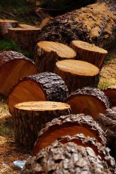Pine log felled in several sections Stock Photos