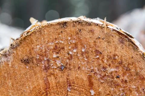 Pine log Stock Photos