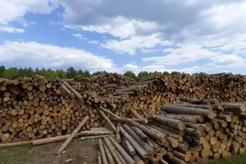 Pine log warehouse in, open air storage. Stock Photos