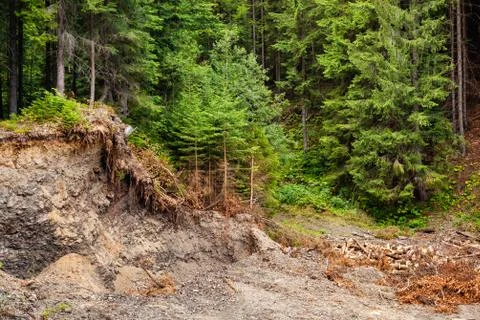 Pine logging in the Carpathian mountains. Stock-Fotos