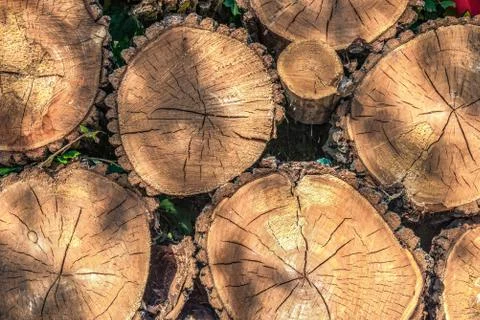 Pine logs background Stock Photos