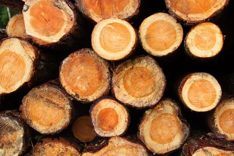 Pine logs cross-section Foto stock