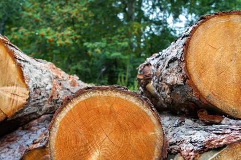 Pine logs, cut down by logging against the background of the forest Stock Photos