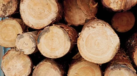 Pine logs of different diameters stacked on each other. Stock Footage 61895477