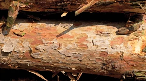 Pine logs on each other, side view. Stock Footage 61895258