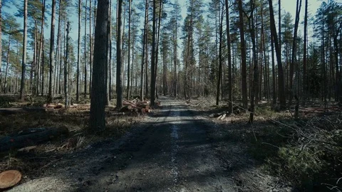 Pine logs forest boards lumberjack feller loggers work forest road Stock Footage 87850273