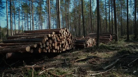 Pine logs forest boards lumberjack feller loggers work forest road Stock Footage 87851259