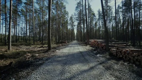 Pine logs forest boards lumberjack feller loggers work forest road 스톡 동영상 87851549