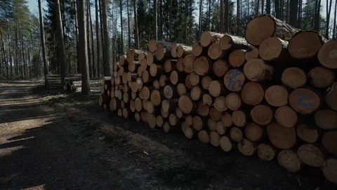 Pine logs forest boards lumberjack feller loggers work forest road 스톡 동영상 87852200