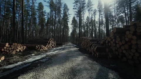 Pine logs forest boards lumberjack feller loggers work forest road 動画素材 87853021
