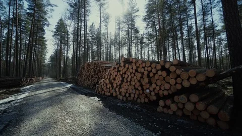 Pine logs forest boards lumberjack feller loggers work forest road Stock Footage 87853141