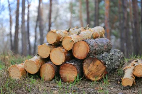 Pine logs in forest Stock Photos