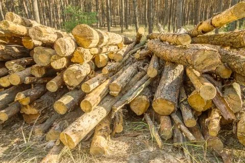 Pine logs in a forest Stock Photos