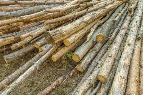 Pine logs in a forest Stock Photos