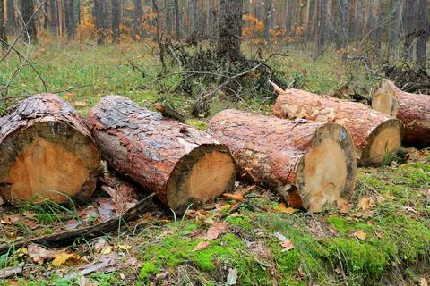 Pine logs in forest 스톡 사진
