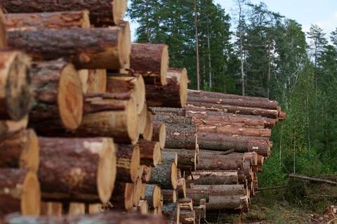 Pine logs in the forest 库存照片