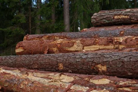 Pine logs in the forest 库存照片