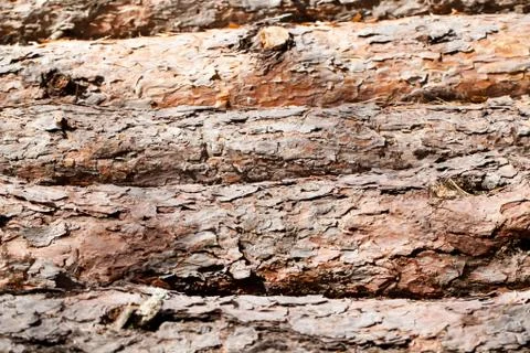 Pine logs horizontal view 스톡 사진