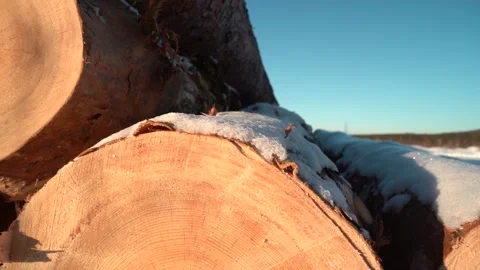 Pine logs lie on the ground near the forest. Pine logs are not sawn. Close-up Stock Footage 143538499