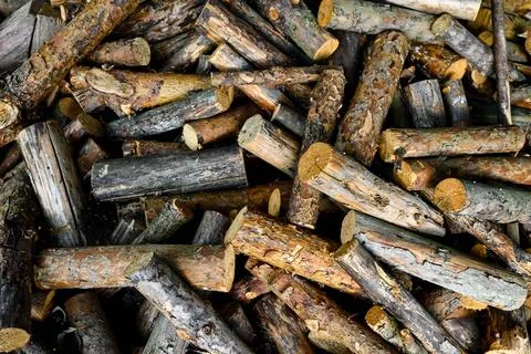Pine logs lie on the ground Stock Photos