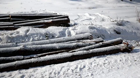Pine logs near pine forest, conceptual footage of deforestation Stock Footage 104023694