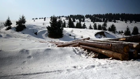 Pine logs near pine forest Stock Footage 104023714