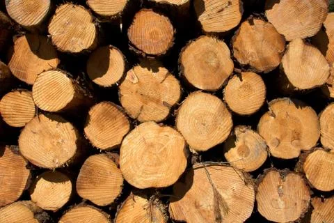 Pine Logs Stock Photos