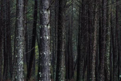 Pine logs in pine forest 写真素材