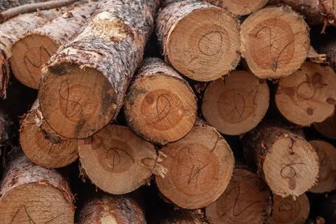 Pine logs stacked in a close-up, timber, Foto stock