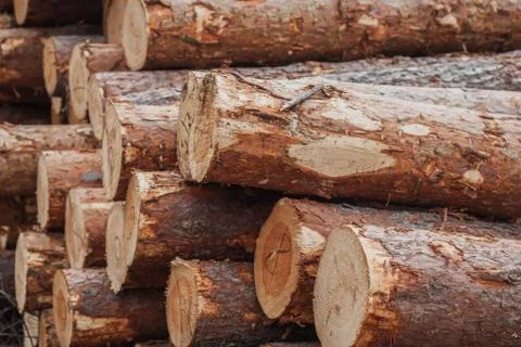 Pine logs stacked in a close-up, timber, Foto stock
