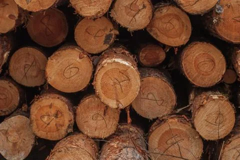Pine logs stacked in a close-up, timber, Foto stock