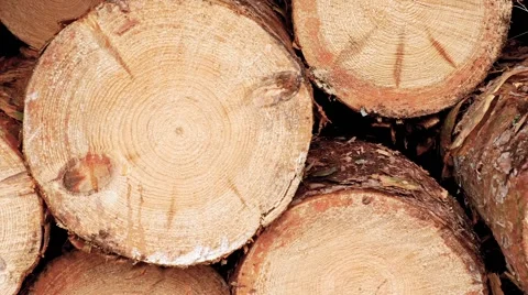 Pine logs stacked on each other. Video stock 61896388