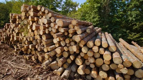 Pine logs stacked on sawmill ground yard near forest belt Stock Footage 163841441