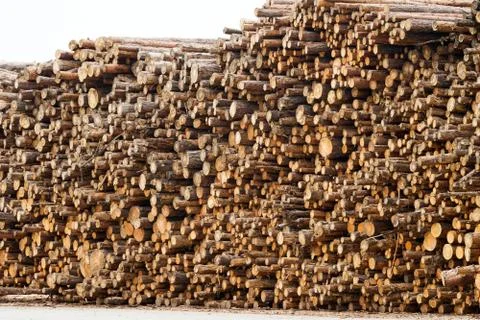 Pine logs stacked in a stack. View of harvested logs Stock Photos