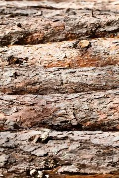 Pine logs texture Stock Photos