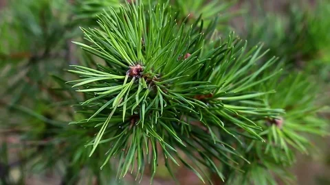 Pine macro branch wind Stock Footage 84772525