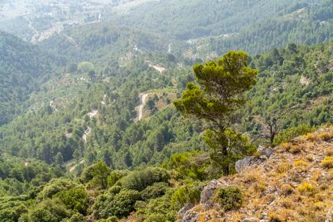 Pine at Mariola mountain. Foto stock